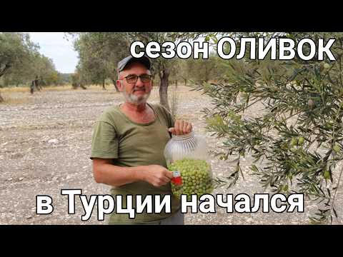 Видео: Эти оливки турки едят сырыми/здесь у каждого есть плантация/зову свёкра дедом в  убогой деревне.