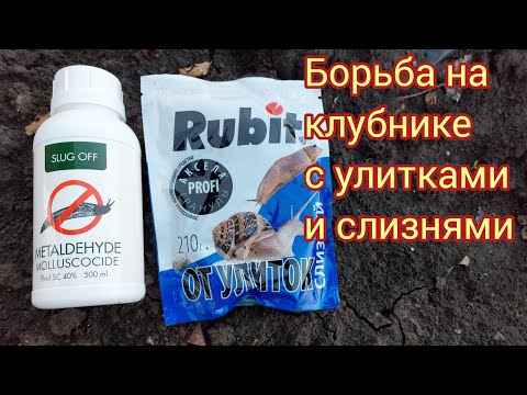 Видео: Борьба с улитками и слизнями на землянике садовой