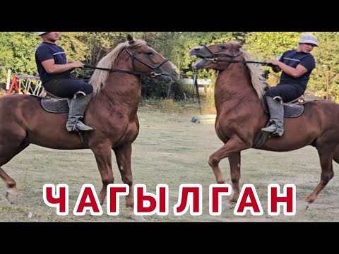 Видео: Саяпкердин Чагылганы Улагына Жооп🔥