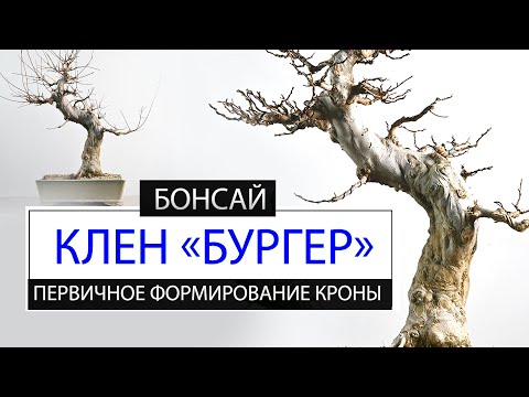 Видео: КЛЁН "БУРГЕР". ПЕРВИЧНОЕ ФОРМИРОВАНИЕ КРОНЫ. ОСОБЕННОСТИ | Trident maple shaping. Acer burgerianum.