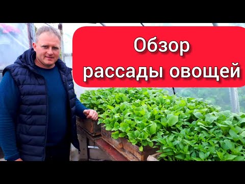 Видео: Обзор рассады овощей