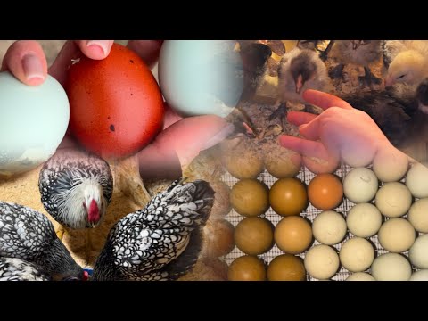 Видео: Чистый курятник, здоровые куры!❤️С цыплятами не повезло 😢😅