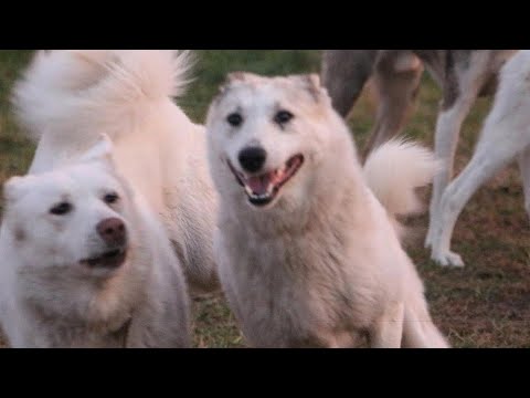 Видео: С лайками по жизни