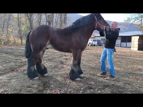 Видео: ЩЕ ОДИН КРАСЕНЬ ПРИЇХАВ НА  ІВАНО-ФРАНКІВЩИНУ /БЕЛЬГІЄЦЬ ФРЕДЕРІК/МОЖЛИВИЙ ПРОДАЖ КОНЕЙ