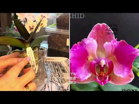 Видео: Орхидеи подростки в размере  1,7 !!! Легкая пересадка