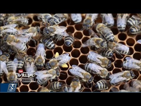 Видео: Как отличить натуральный мед от фальсифицированного?