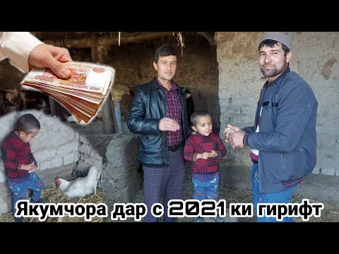 Видео: Чои якума дар с 2021 ки гирифт дар сохаи Букапарвари 29 декабря 2021 г.