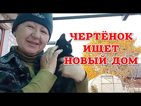 Видео: Барановичи и район: кошечка ищет вас. У каждого животного он должен быть. 