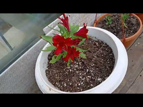 Видео: 11 сентября 2024 г. Альстромерия, пересадка и деление.