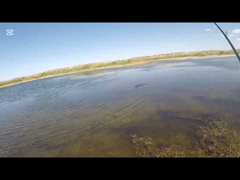 Видео: Охота на змееголова 2025 осень 