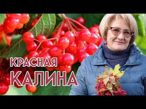 Видео: КАЛИНА – прекрасное женское растение