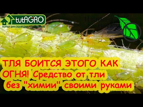 Видео: Выращивание Метаризиума от А до Я из закваски Метаризиум-MIX.