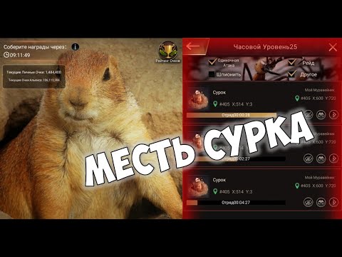 Видео: Месть сурка в The Ants