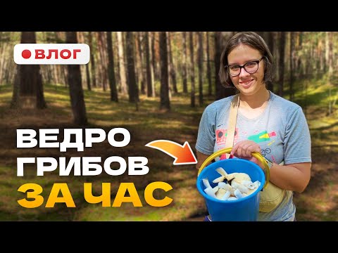 Видео: Сезон грибов в Барнауле. Собрали ведро сыроежек в Ленточном бору