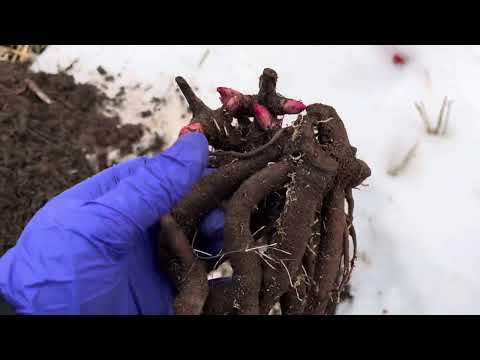 Видео: Посадка пионов 🌱поздней осенью 🍂