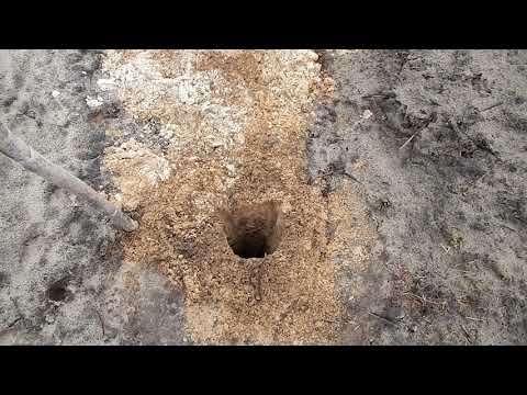 Видео: Почему? Виноград опыляется хорошо, на моём участке.