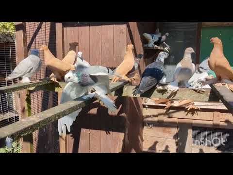 Видео: Коллега - голубевод держит павлинов, двух-чубых голубей и др..  21.09.2024