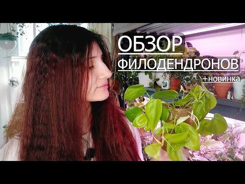 Видео: Филодендроны из моей коллекции + Новинка. Обзор филодендронов
