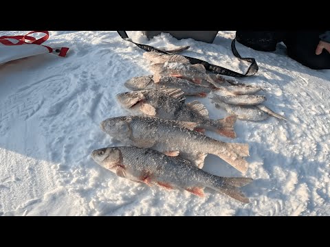 Видео: Рыбалка на хапуги, экраны и удочки. Проверили секретные Омута! С хапугами мы не боимся Глухозимье!