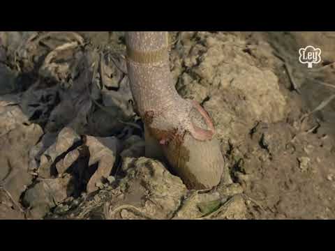 Видео: Производственный цикл аллейно-парковых деревьев