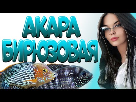 Видео: Акара бирюзовая в аквариуме. Всё об акарах содержание, кормление, уход и совместимость.
