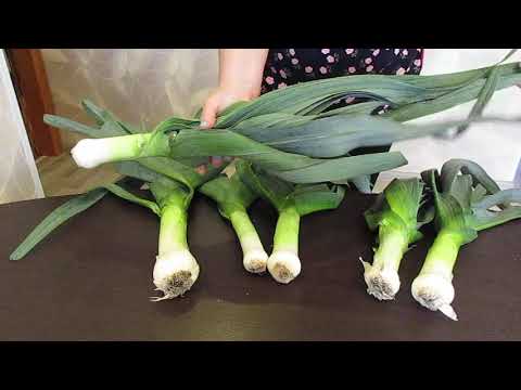 Видео: Хранение лука - порея в зимний период.