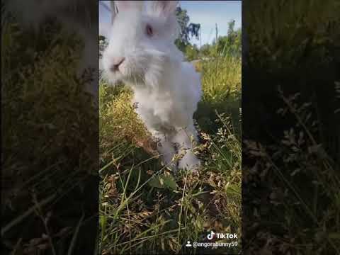 Видео: Немецкая ангора на прогулке / rabbit on a walk