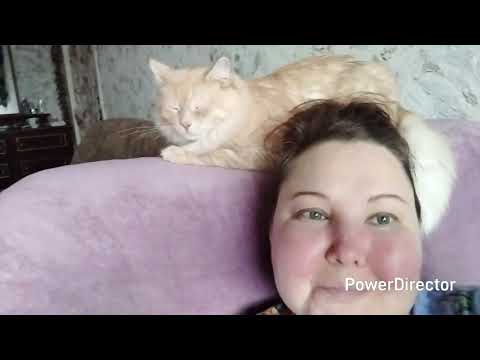 Видео: Чьё ДНК у кошачьих .И почему они так делают. ОТВЕТЫ НА ВОПРОСЫ.