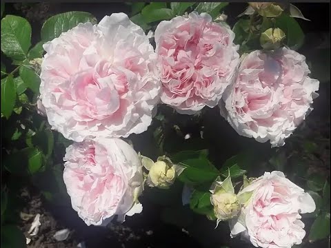 Видео: Роза Miranda (Миранда). Роза Остина. Что в имени твоем?! Часть 52.