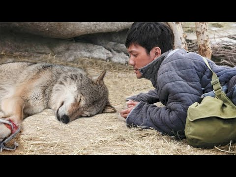 Видео: Этот парень спас волчицу, а спустя один год она спасла ему жизнь…