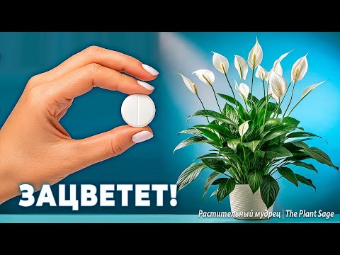Видео: СРОЧНО ВНЕСИТЕ ЭТУ ПОДКОРМКУ В ФЕВРАЛЕ! ВСЕГО ОДНА ТАБЛЕТКА – И СПАТИФИЛЛУМ ЗАЦВЕТЁТ!