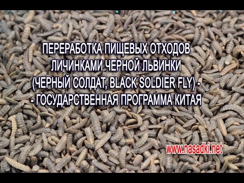 Видео: Разведение личинок черной львинки в Китае промышленным способом