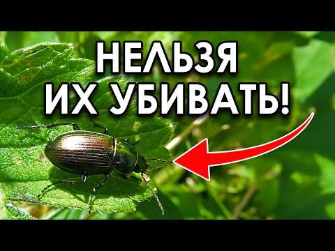 Видео: ЭТИ насекомые СПАСУТ ваш урожай! Самые полезные насекомые на вашем участке