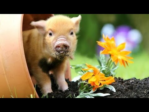 Видео: Кормление поросят,с рождения до месяца.🐖Деревенские хлопоты😉