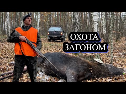 Видео: ОХОТА на ЛОСЯ загоном с ЛАЙКАМИ. Зверя много, стреляем всё.