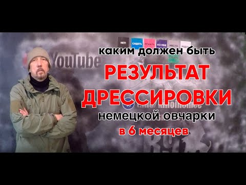 Видео: Какие команды должен знать щенок в 6 месяцев?