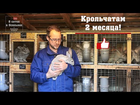 Видео: Крольчатам 2 месяца!