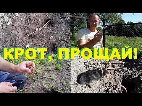 Видео: КАК ПОЙМАТЬ КРОТА? Лучший способ.