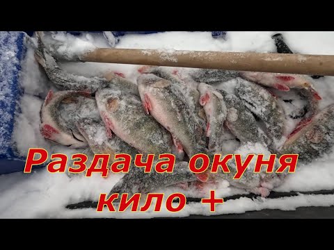 Видео: Попал на раздачу крупного окуня. Окуни за кило.