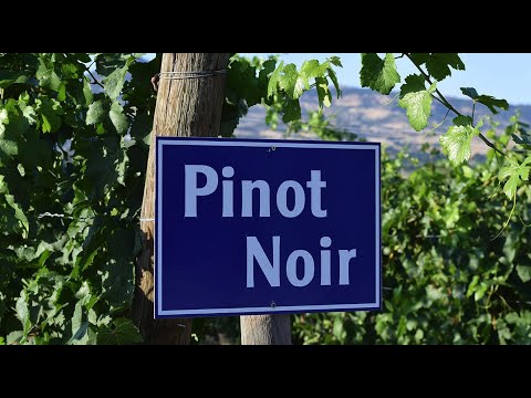 Видео: Капризный Пино Нуар Pinot Noir