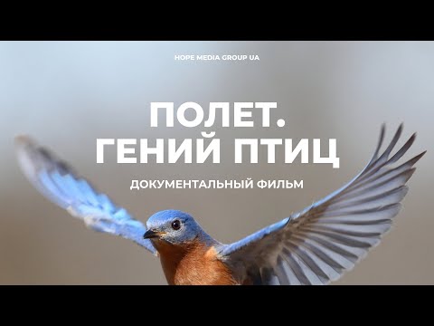 Видео: Полет: гений птиц. Документальный фильм | Мифы эволюции