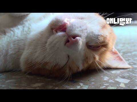 Видео: Кот, Защищающий Другого Кота, Похожего На Его Умершую Жену