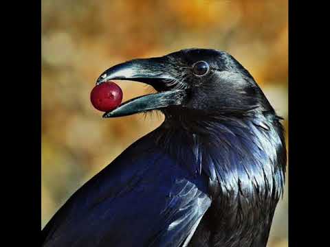 Видео: Чёрный ворон воду пил