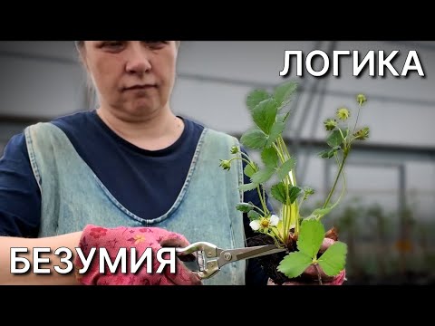 Видео: Зачем уничтожать ПЕРВЫЙ УРОЖАЙ | Логика САМОГО странного агро-приема
