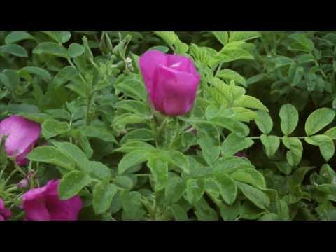 Видео: Кветка-шыпшына. Т.Матафонава.