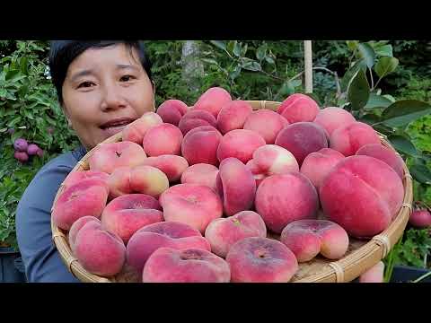 Видео: СБОР ПЕРСИКОВ, ПЕРСИКОВ-КОЛЕС, БОЛЬШИХ ПОМИДОРОВ, ПУРПУРНОЙ ЦВЕТНОЙ КАПУСТЫ