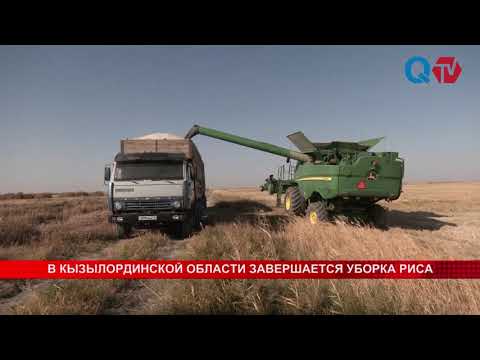 Видео: В КЫЗЫЛОРДИНСКОЙ ОБЛАСТИ ЗАВЕРШАЕТСЯ УБОРКА РИСА