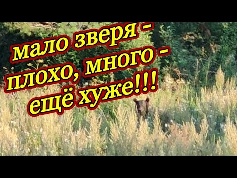 Видео: Охота на медведя на овсах.