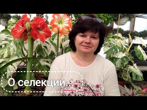 Видео: Перспективные сеянцы. Сравнение Блоссомов.