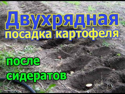 Видео: Двухрядная посадка картофеля после сидератов (укр.)